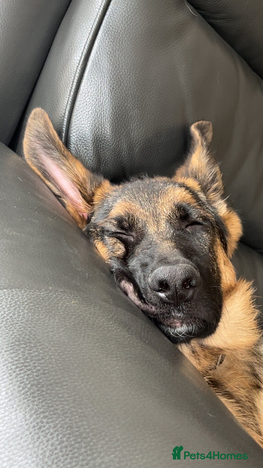 German Shepherd dogs for sale: Re-homing my beautiful boy Diesel - Image 3