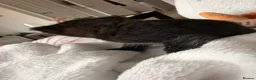 Mixed Breed cats for sale: Black and white female kitten  - Advert 9