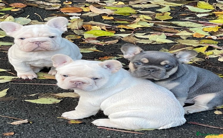 French Bulldog dogs KC REGISTERED HEALTHTESTED FRENCH BULLDOG PUPPIES  - Advert 11