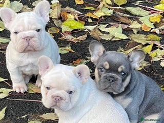 French Bulldog dogs KC REGISTERED HEALTHTESTED FRENCH BULLDOG PUPPIES - Advert 8