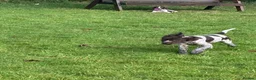 Mixed Breed dogs for sale: ONE GIRL LEFT GWP X WEIMSKY READY TO GO - Advert 13