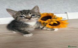 Mixed Breed cats for sale: Three beautiful kittens  - Image 7