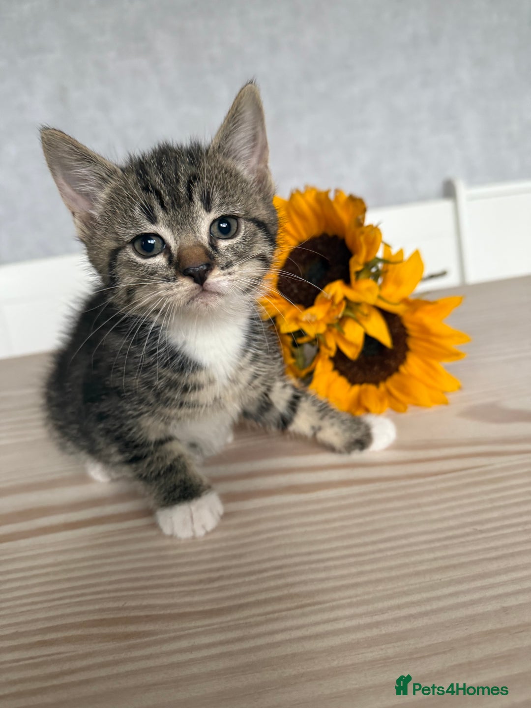 Mixed Breed cats for sale: Three beautiful kittens  - Image 7