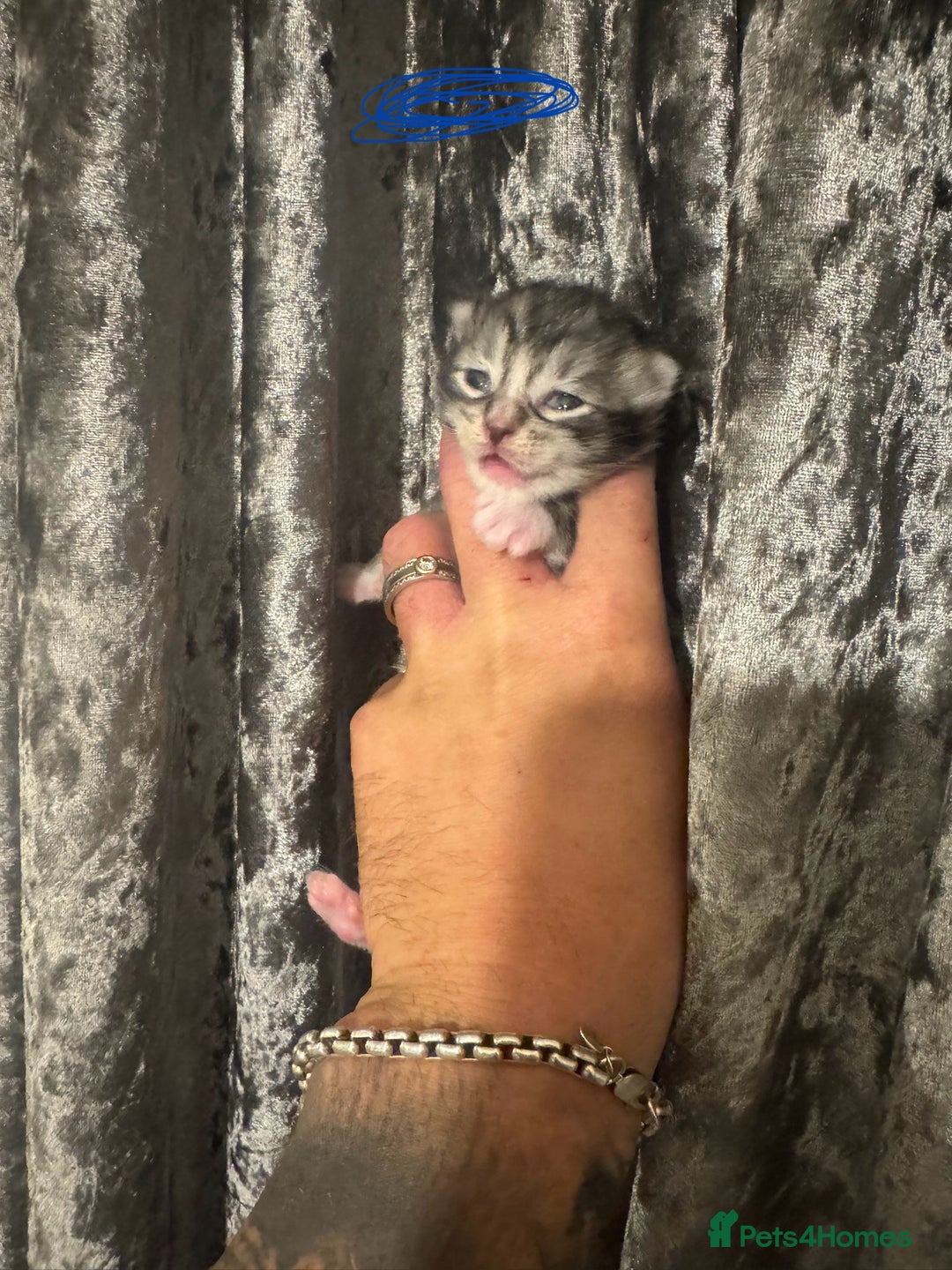 Maine Coon cats for sale: XXL Maine coons ready November  - Image 4
