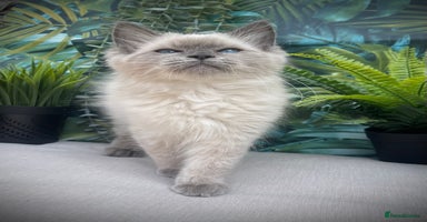 Ragdoll cats - Advert 12