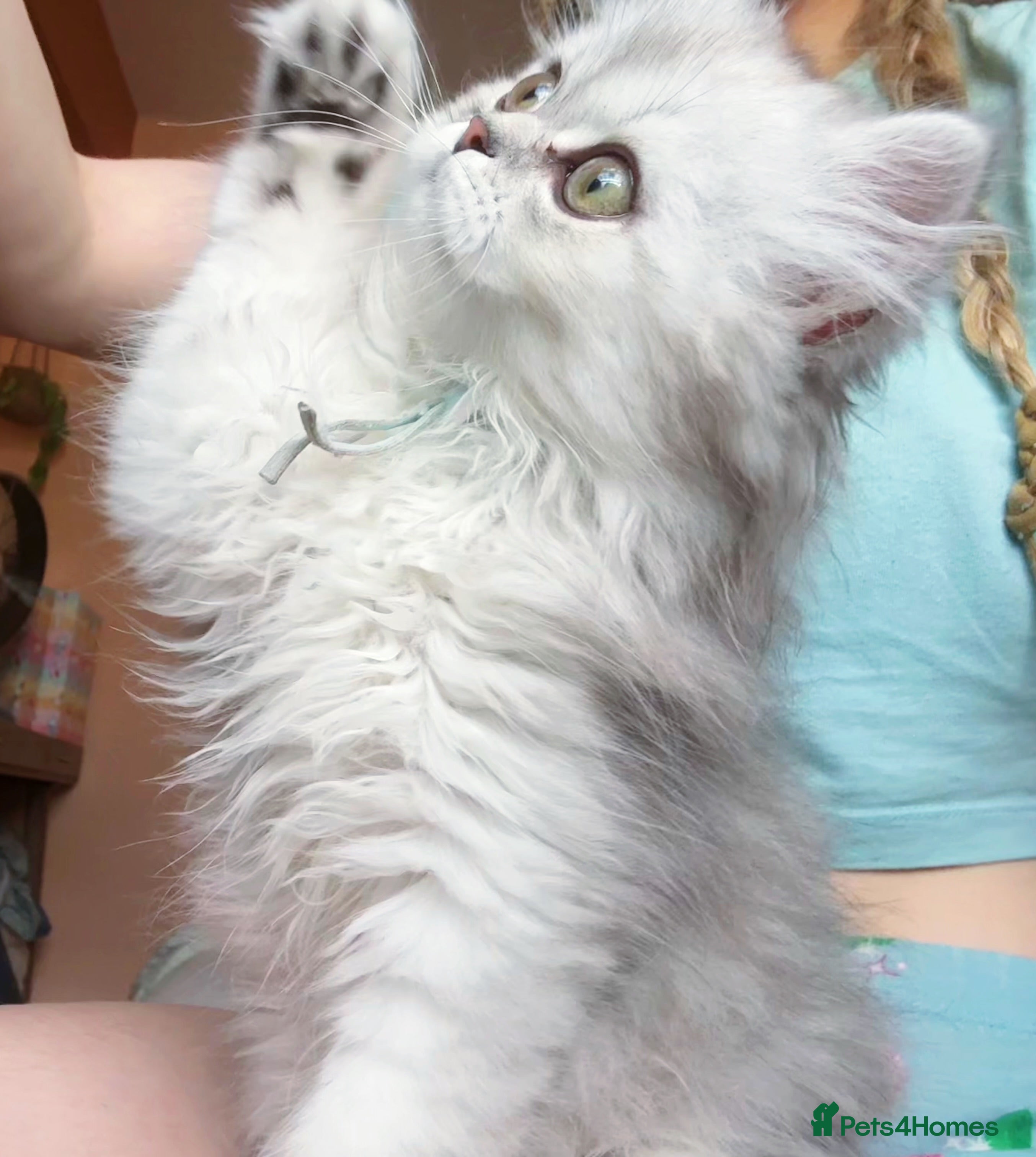 British Longhair Kitten 1
