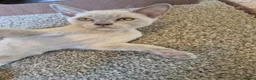 Burmese cats for sale: Gorgeous Pedigree Burmese Kittens - Advert 24