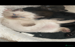 British Shorthair cats for sale: British short hair girly is ready open to offers - Image 5