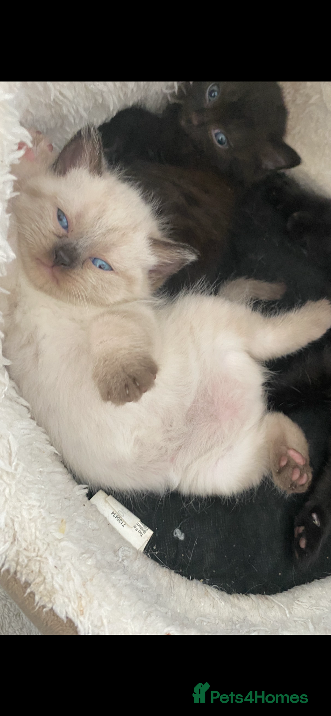British Shorthair cats for sale: British short hair girly is ready open to offers - Image 5