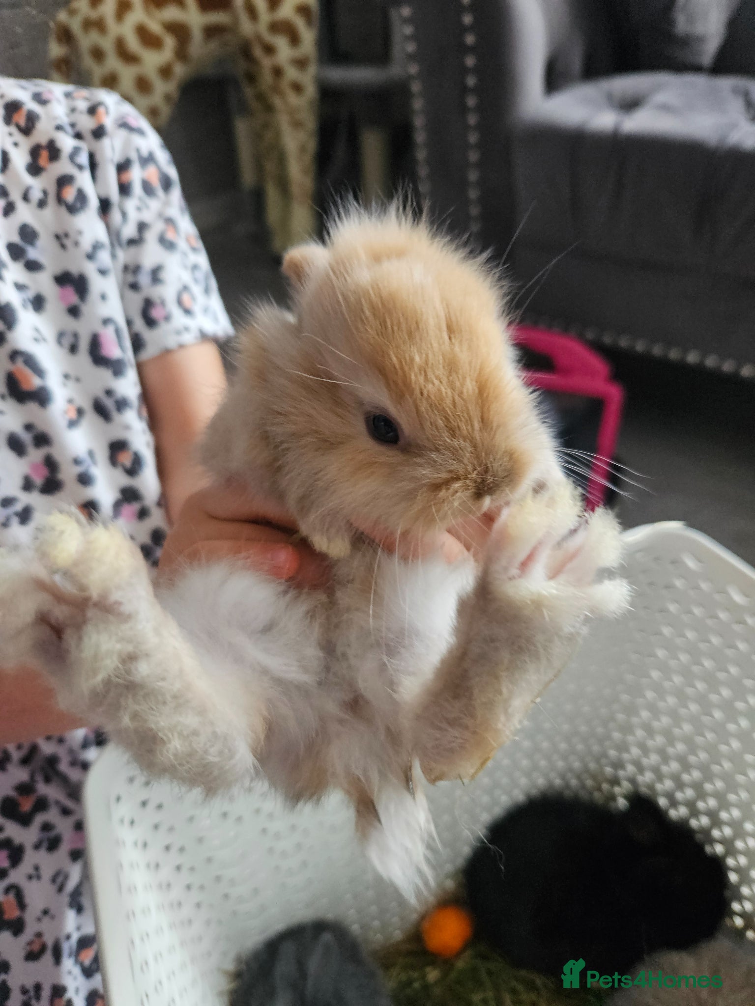 Mixed Breed rabbits for sale: Baby bunny's  - Advert 8
