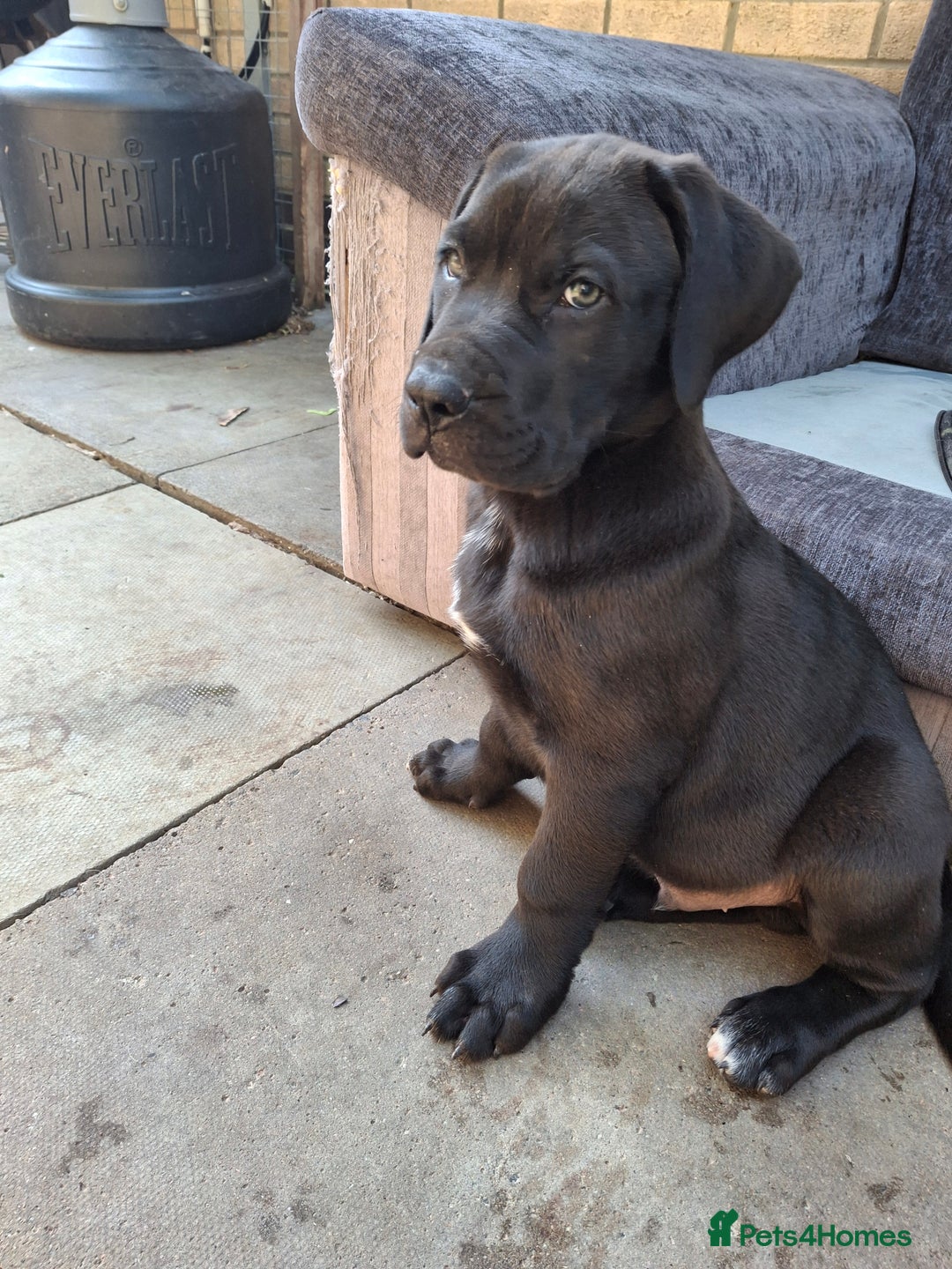 Canario Mix Black Presa Canario Puppy Baby Presa Canario Photo