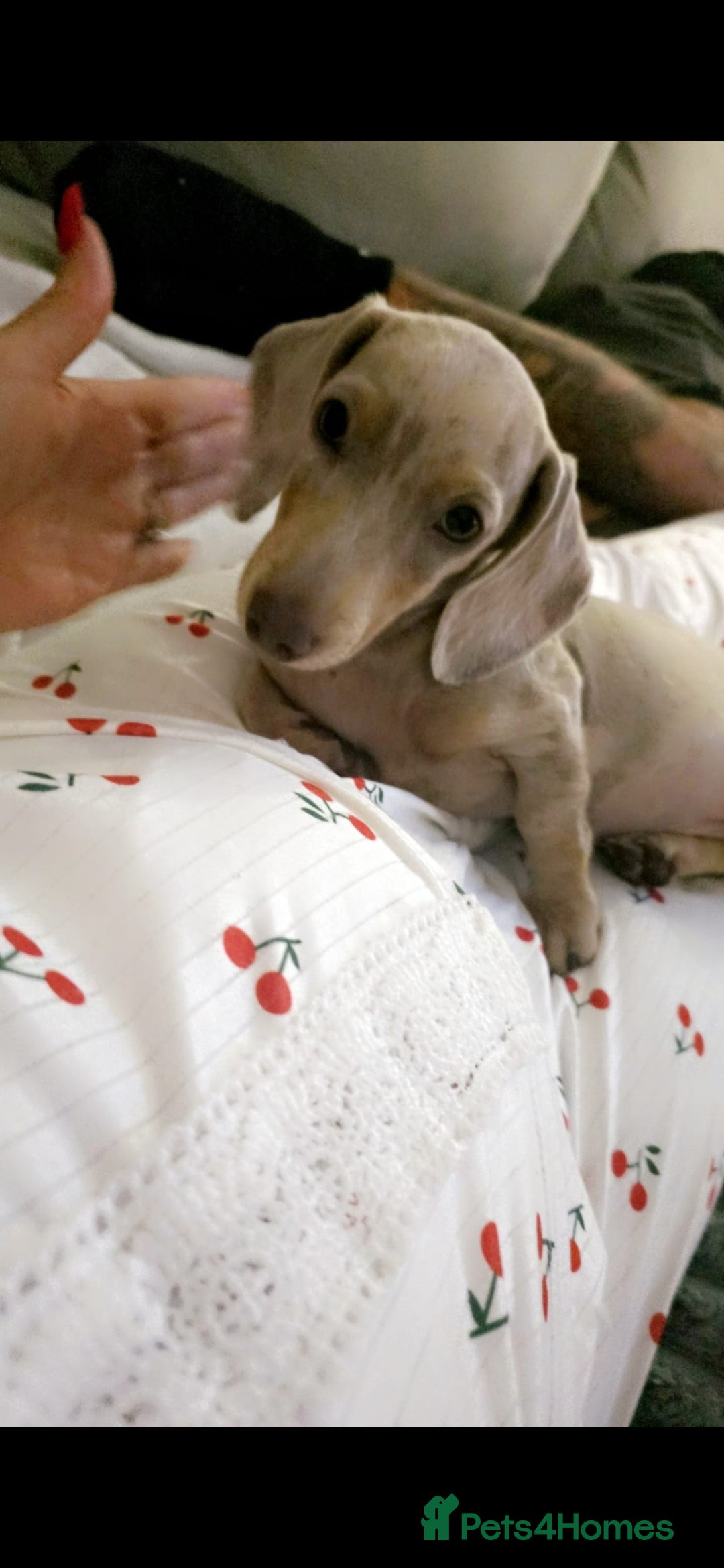 Miniature Dachshund dogs for sale: Lilac dapple Minature Daschaund - Image 8