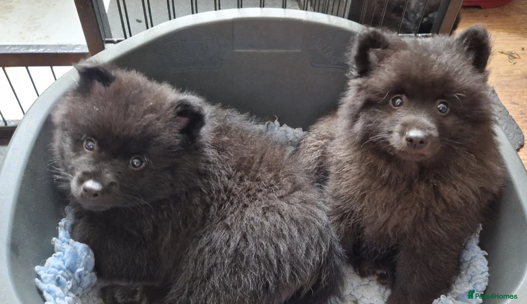 German Spitz dogs for sale: stunning black pups - Advert 4
