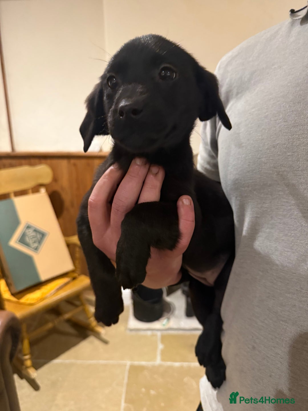 Labrador Retriever dogs for sale: KC Working Labrador Bitch - Advert 27