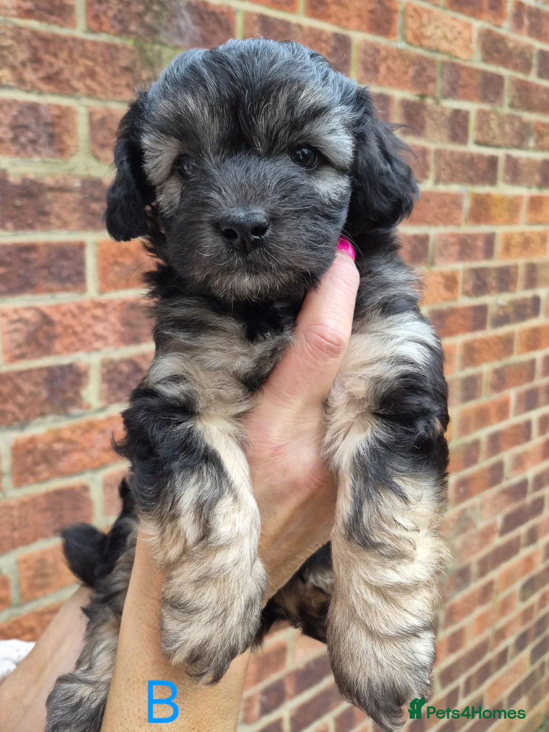 Maltipoo dogs for sale: F1 generation Maltipoo's - Advert 19