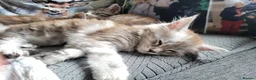 Maine Coon cats for sale: Reduced!! 1 Girl Left, Been Let Down. - Advert 3
