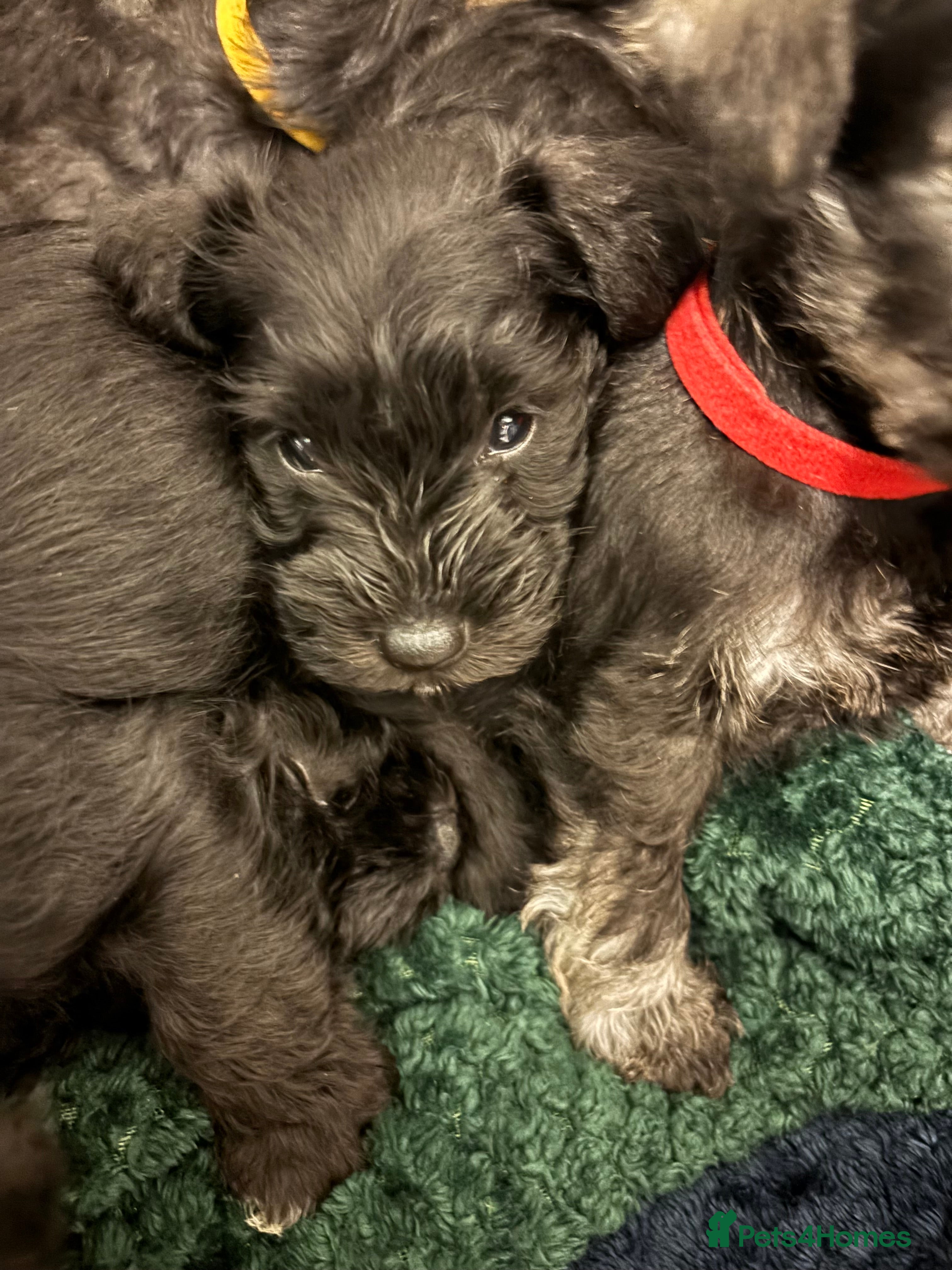 Miniature Schnauzer dogs Miniature schnauzer  - Advert 2