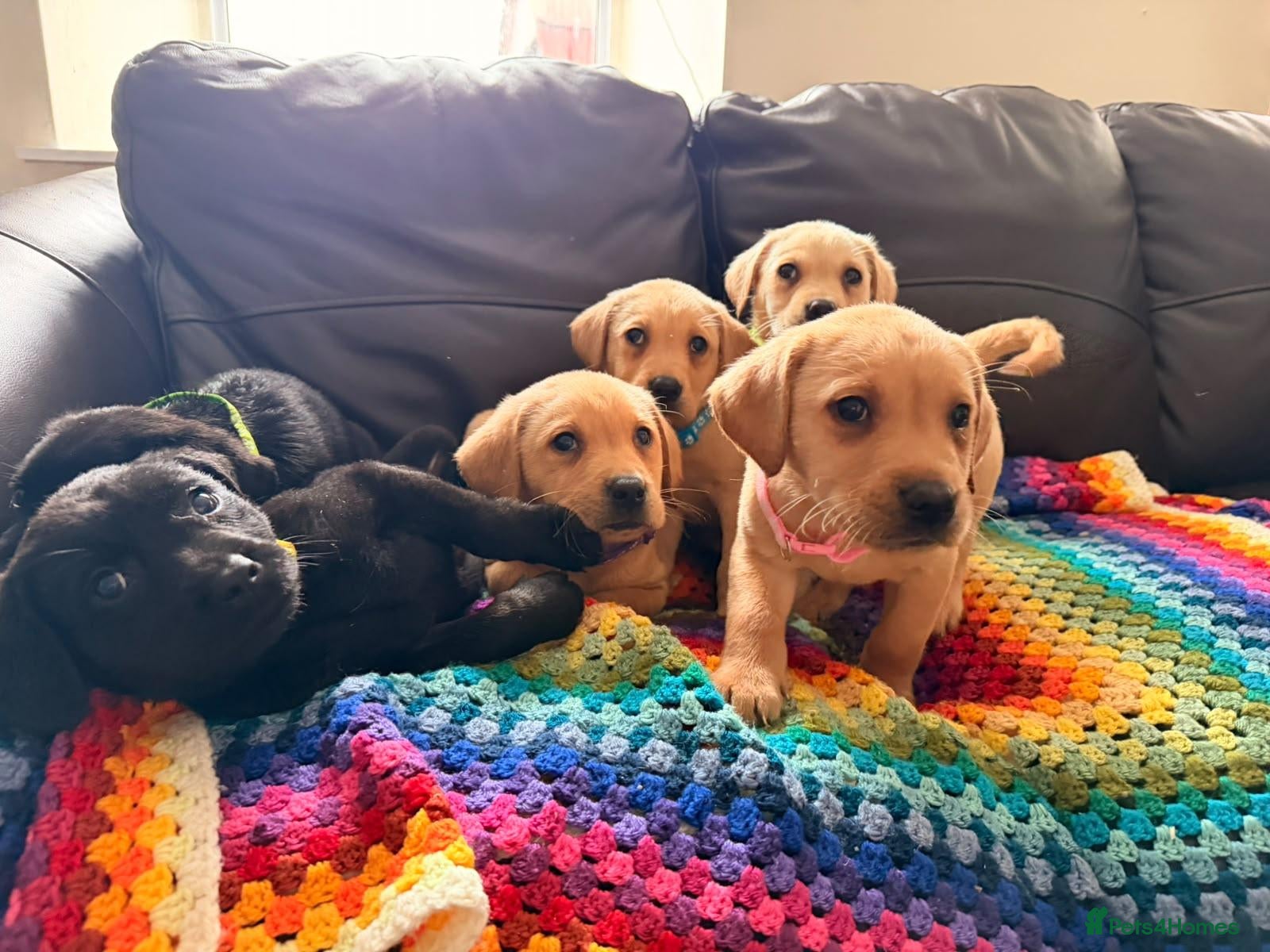 Labrador Retriever dogs Here come the boys! - Advert 1