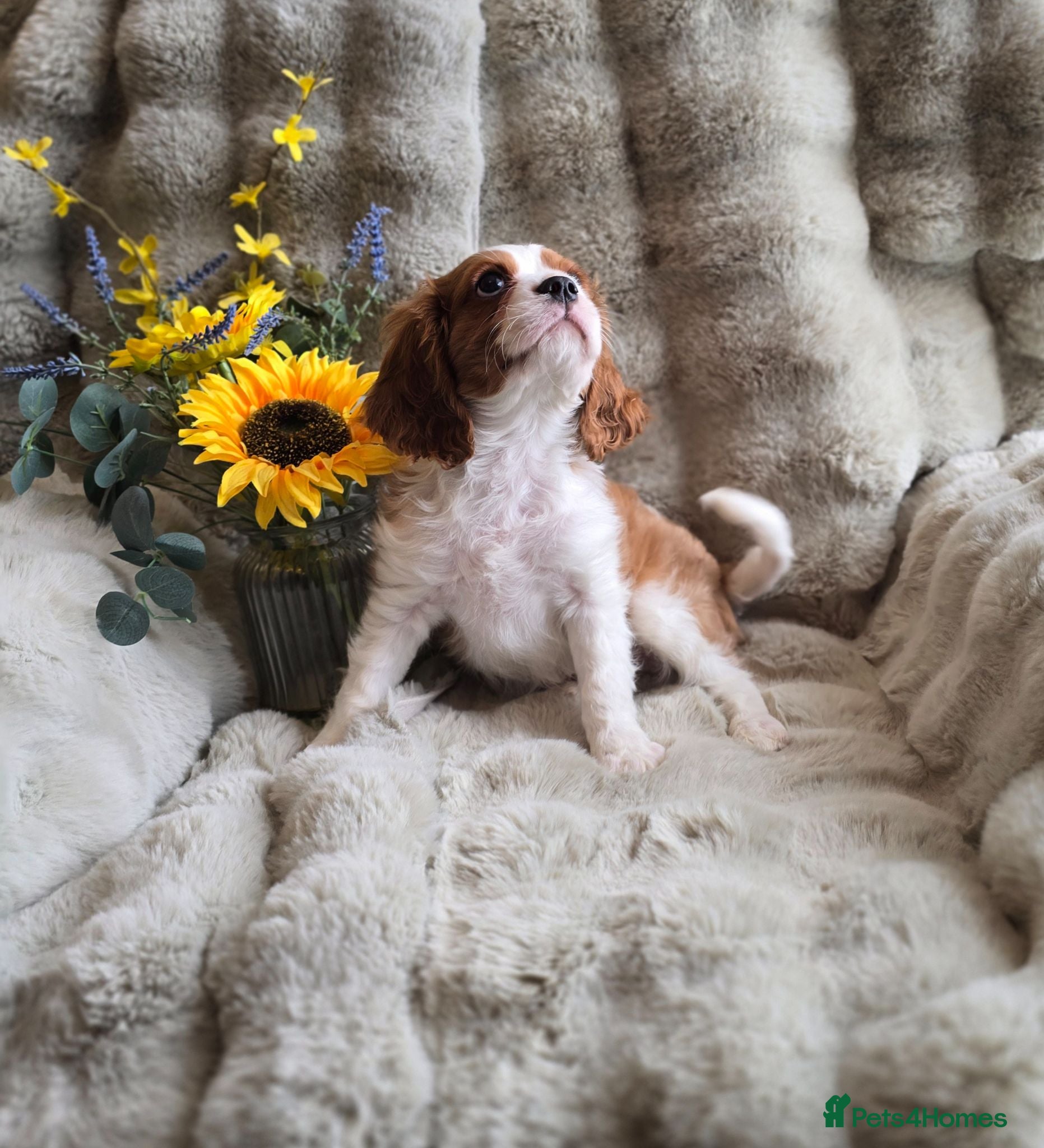 Cavalier King Charles Spaniel dogs Beautiful  Kc Cavalier  Puppies - Advert 1
