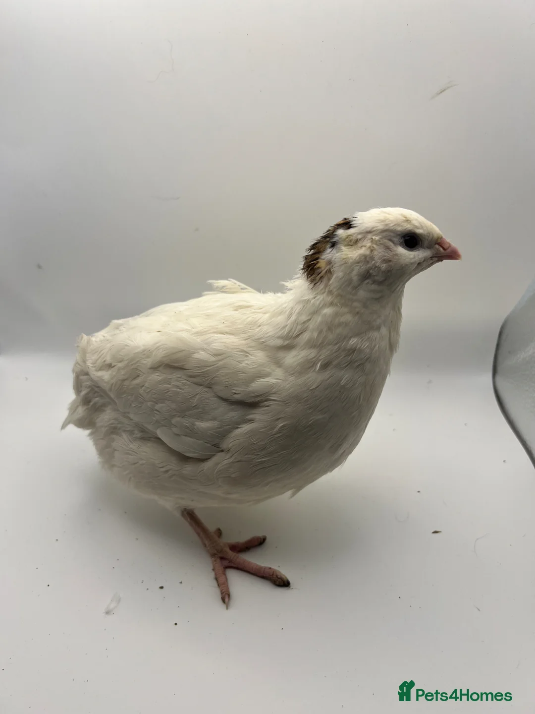 Quail poultry for sale: Jumbo Coturnix Quail Hatching Eggs - Advert 2