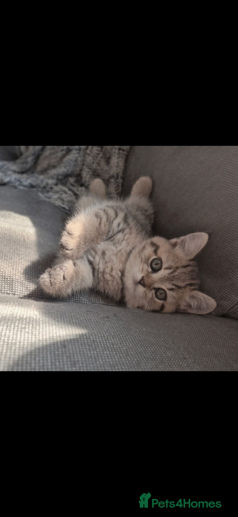 British Shorthair cats Champion bloodline, Health tested,Pedigree BSH - Advert 3