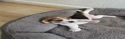Beagle dogs for sale: KC REG PURE BEAGLE PUPPIES in Stoke-on-Trent - Advert 3