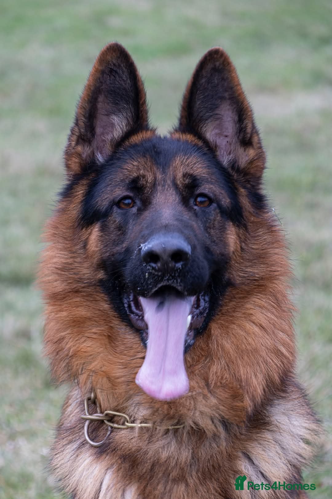 German Shepherd dogs Health tested stud dog in Ashington - Advert 6