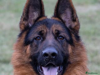 German Shepherd dogs Health tested stud dog in Ashington - Advert 5