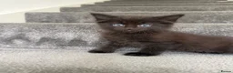 Mixed Breed cats for sale: 7 adorable Kittens! - Advert 7