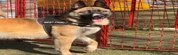 Mixed Breed dogs for adoption: Roni.  in Ormskirk - Advert 5
