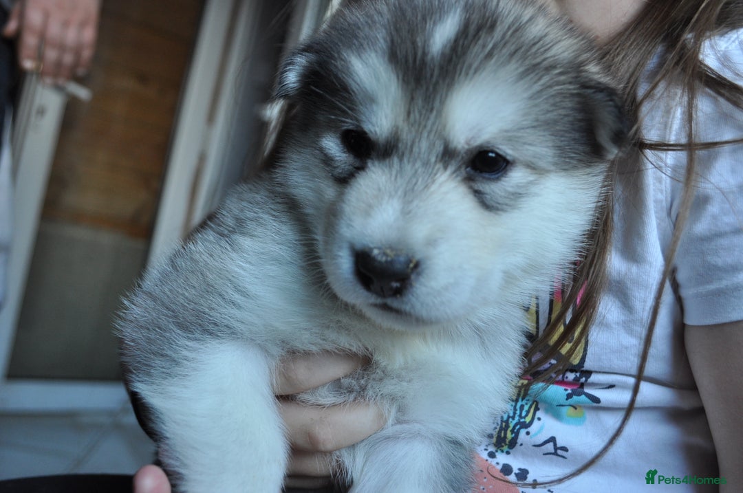 Alaskan Malamute dogs for sale: Alaskan Malamute Puppies - Advert 17