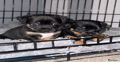 Mixed Breed dogs - Advert 2