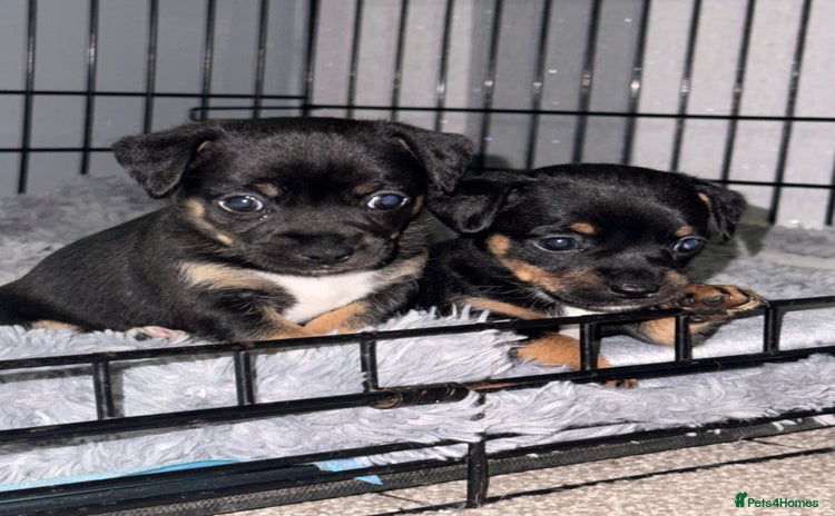 Mixed Breed dogs - Advert 1