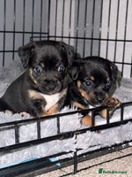 Mixed Breed dogs - Advert 2