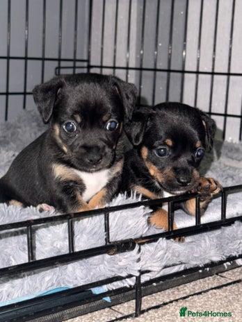 Mixed Breed dogs - Advert 1