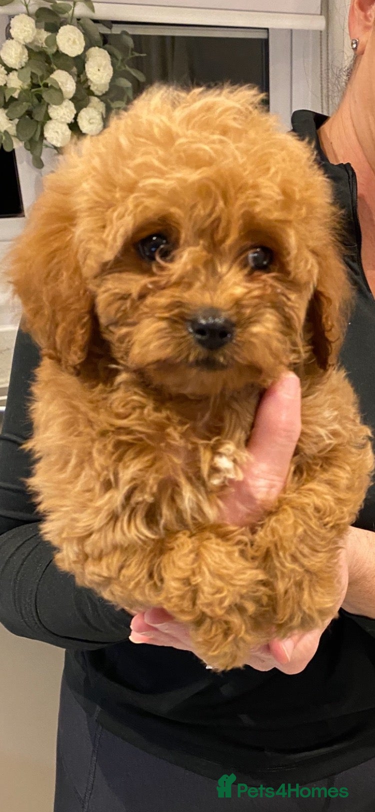 Cavapoo dogs for sale: Stunning toy Cavapoos  - Advert 1