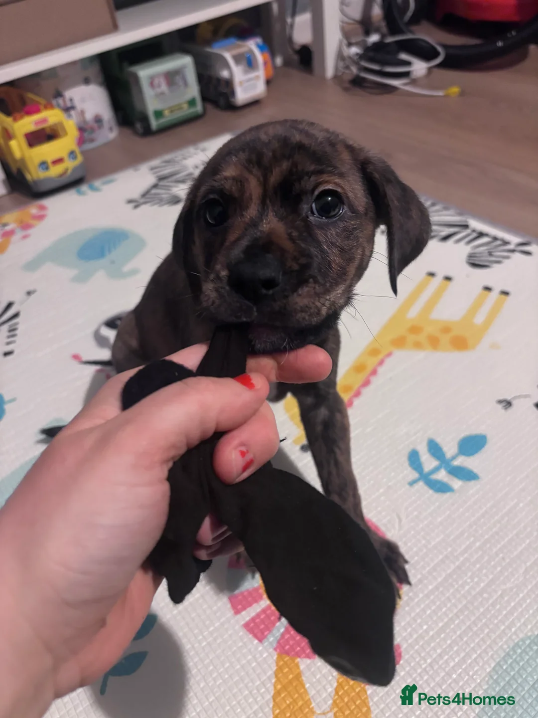 Mixed Breed dogs for sale: Gorgeous Rolo - Advert 3