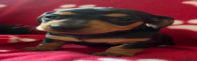 Miniature Dachshund 4