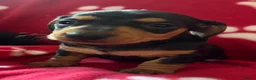 Miniature Dachshund dogs for sale: Kc reg 5 mini dachshund for sale  - Advert 6