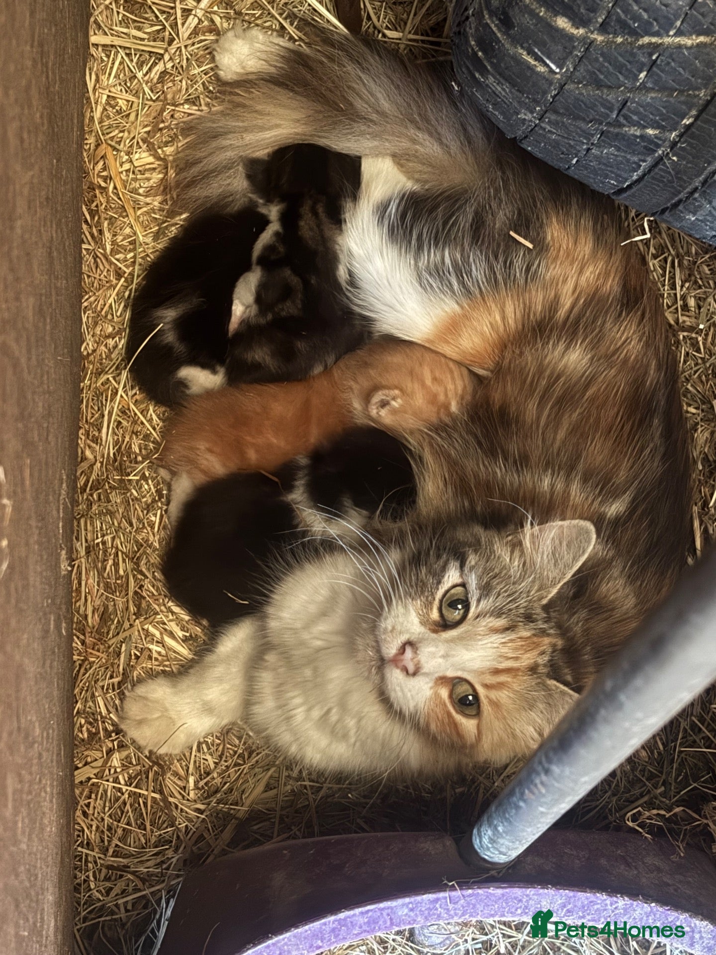Mixed Breed cats Two lovely boy kittens.  - Advert 1