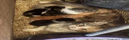 Mixed Breed cats for sale: Two lovely boy kittens.  - Advert 1