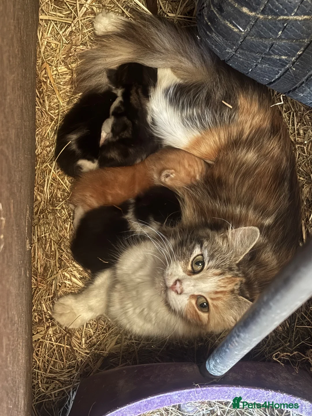 Mixed Breed cats for sale: Two lovely boy kittens.  - Advert 1