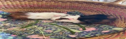 Guinea Pig rodents for sale: Beautiful baby guinea pigs - Advert 6
