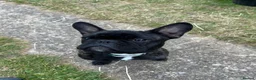 French Bulldog dogs for sale: Dozer  - Advert 2