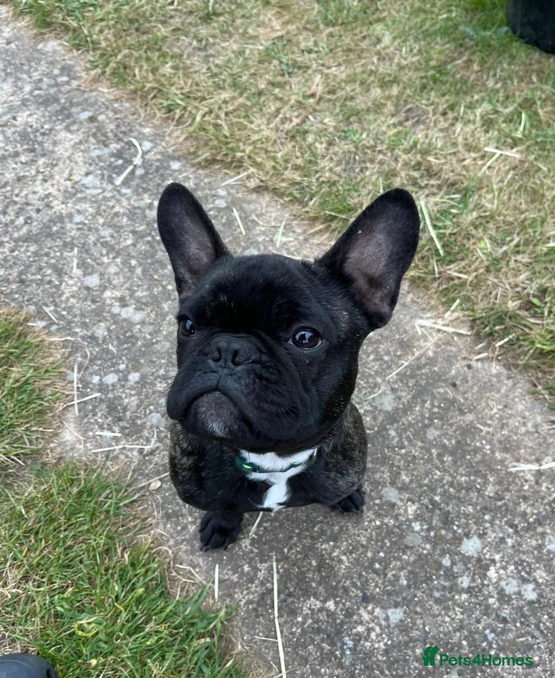 French Bulldog dogs for sale: Dozer  - Advert 2
