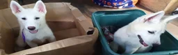 Siberian Husky dogs for sale: 1 white female husky pup 1st & 2nd Vaccines! - Advert 13