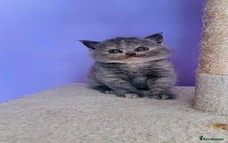Scottish Fold cats for sale: Beautiful litter of Scottish fold  reservation 😍 - Image 4