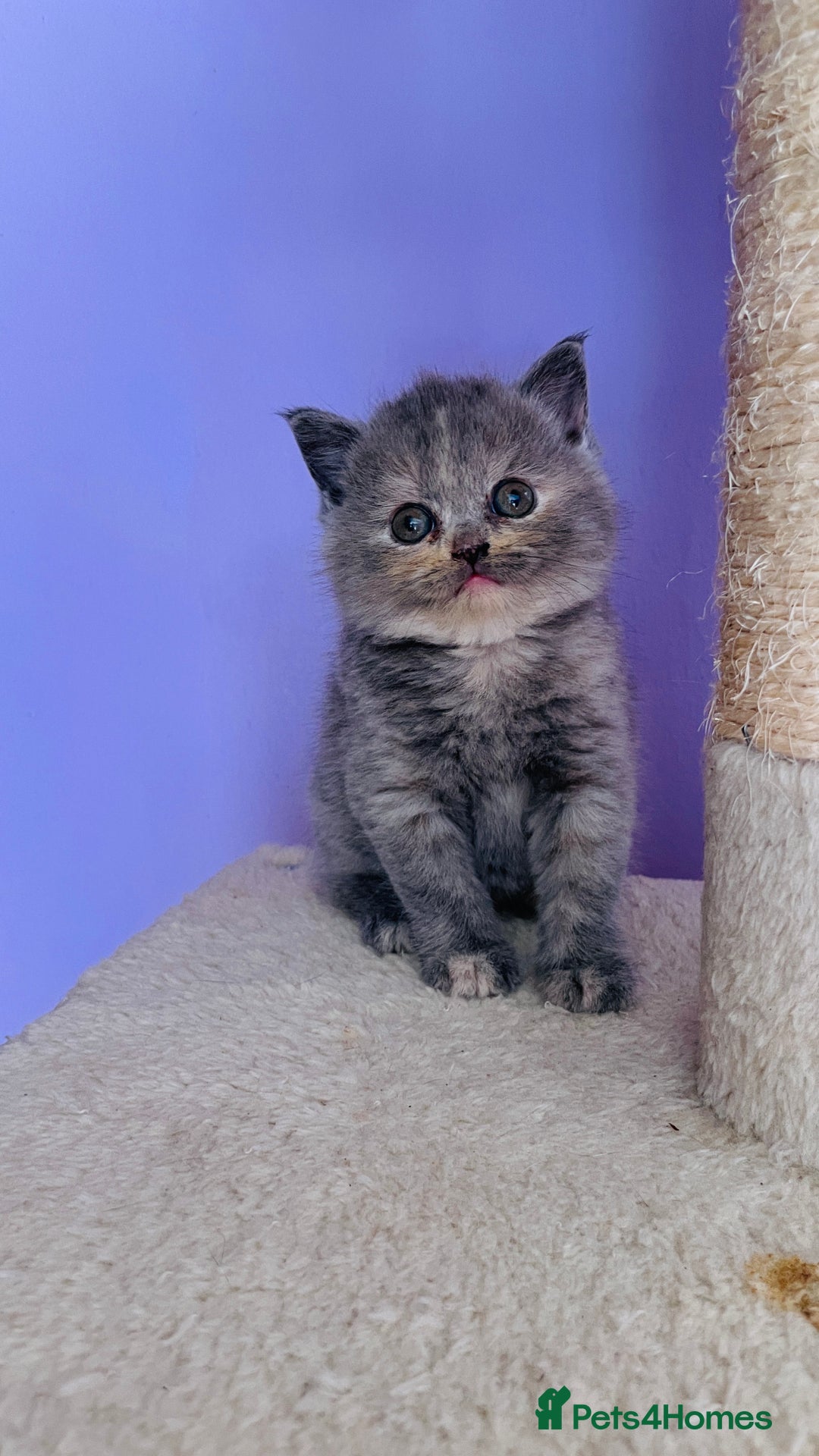 Scottish Fold cats for sale: Beautiful litter of Scottish fold  reservation 😍 - Image 4
