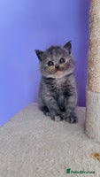 Scottish Fold cats - Advert 3