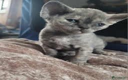 Devon Rex cats for sale: Beautiful GCCF Devon Rex kittens - Image 16